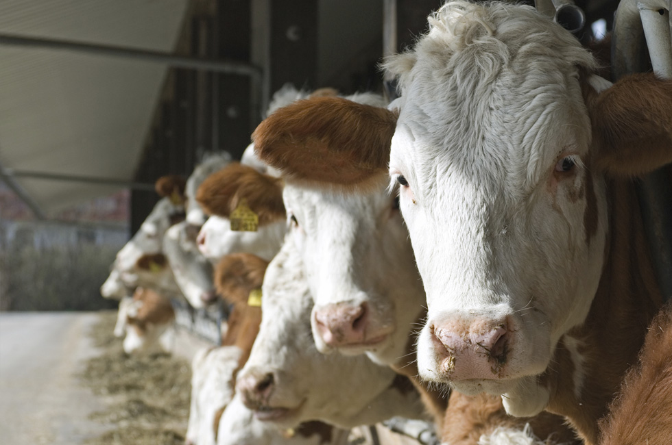 Cattle