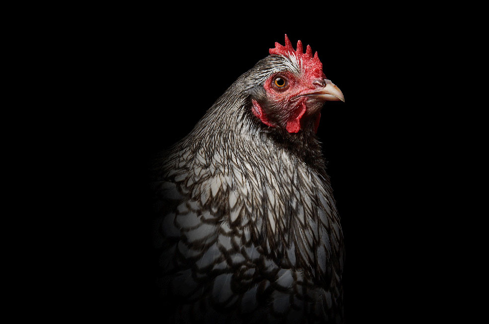 Poultry